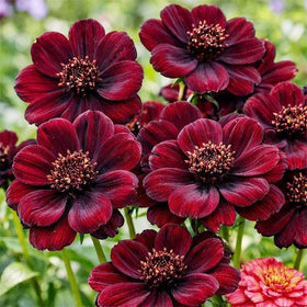 Generic cosmos attracting bees in a pollinator-friendly garden