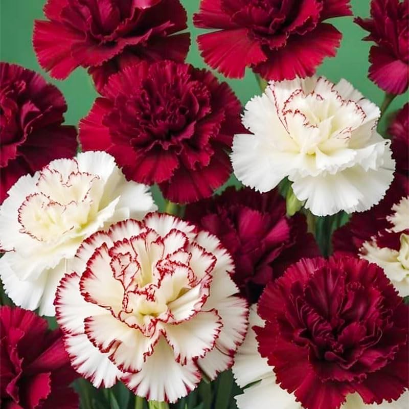 Generic pollinator-friendly-carnation-garden: attract bees and butterflies to a lively outdoor space.