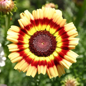 Generic Painted Daisy attracts pollinators in a sunny border.