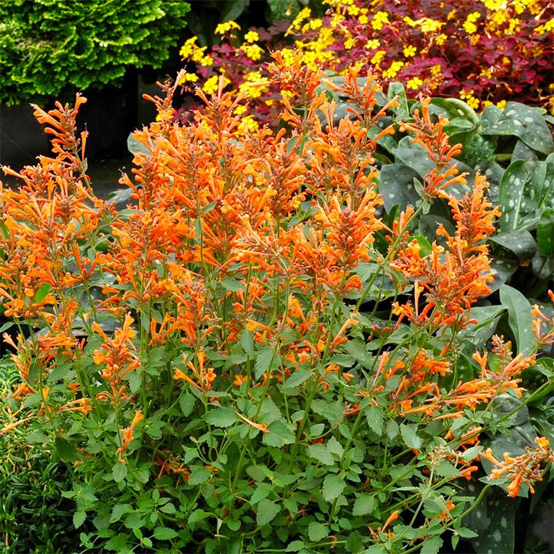 Generic perennial mix blooms attracting hummingbirds and butterflies in sunny borders.