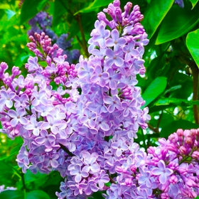 Generic pollinator-friendly lilac bloom attracting butterflies for a lively garden.
