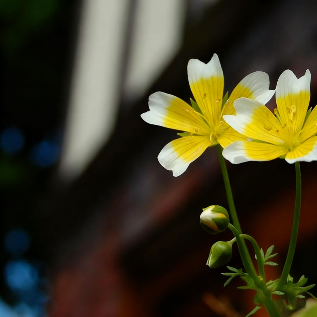 Generic pollinator-friendly meadowfoam seeds attract beneficial insects and add visual contrast.