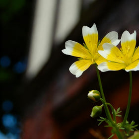 Generic pollinator-friendly meadowfoam seeds attract beneficial insects and add visual contrast.