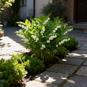 Generic Polygonatum seed collection pack for shaded borders and woodland gardens