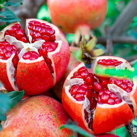 Generic pomegranate seeds soaking 24 hours prepares germination for healthier sprouts.