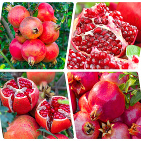 Generic pomegranate seeds sowing depth 0.6 cm supports even germination.