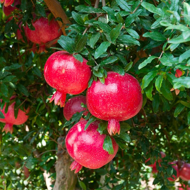 Generic pomegranate tree in yard demonstrates decorative fruit-bearing landscape.