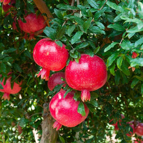 Generic pomegranate tree in yard demonstrates decorative fruit-bearing landscape.