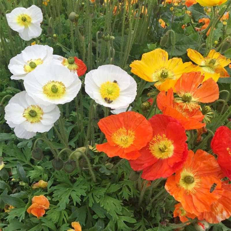 Generic poppy flower mix shown in garden bed with vibrant blooms