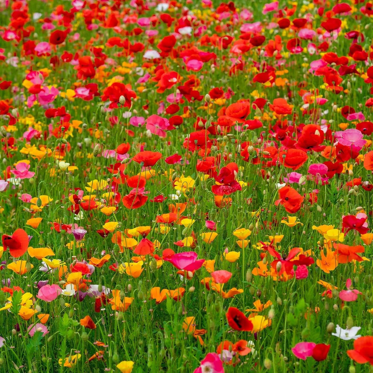 Generic poppy seeds in a container garden setup for compact spaces