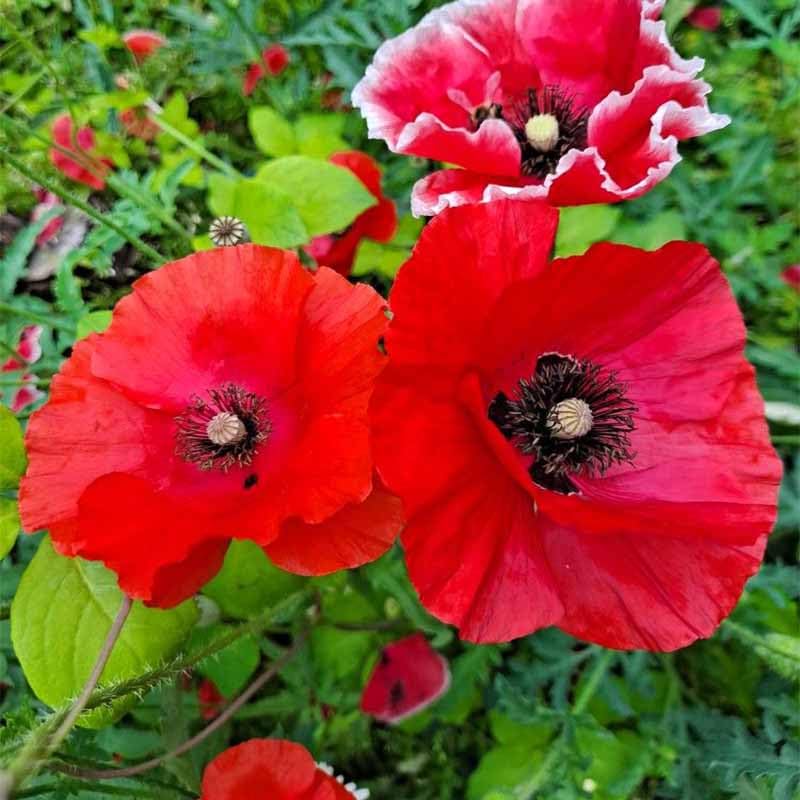 Generic poppy seeds ready for cut flower arrangements in vases