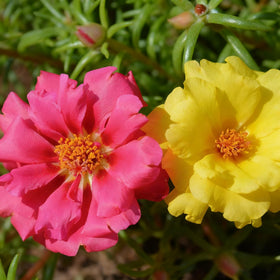 Generic portulaca border edge adding color along garden borders