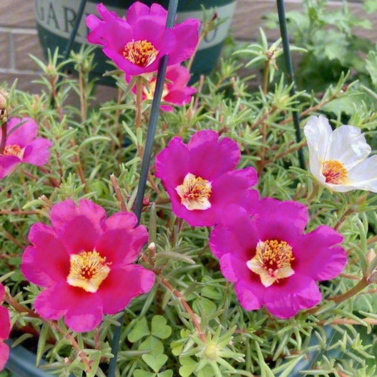 Generic portulaca container display showcasing trailing habit for containers