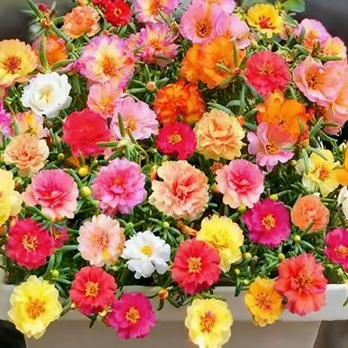 Generic portulaca drought-tolerant full-sun plant thriving in hot conditions
