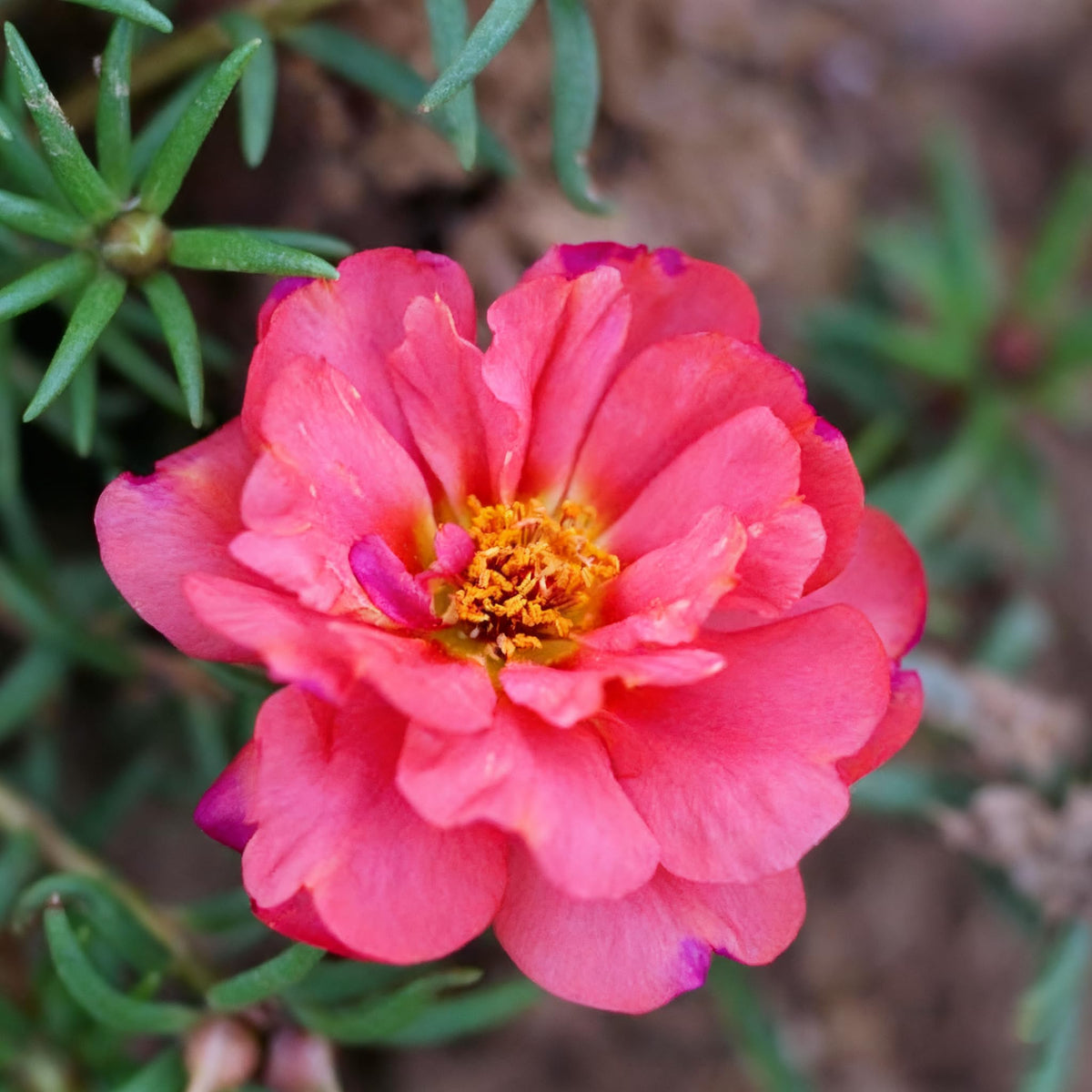 Generic portulaca grandiflora flowers close-up highlighting bright petals