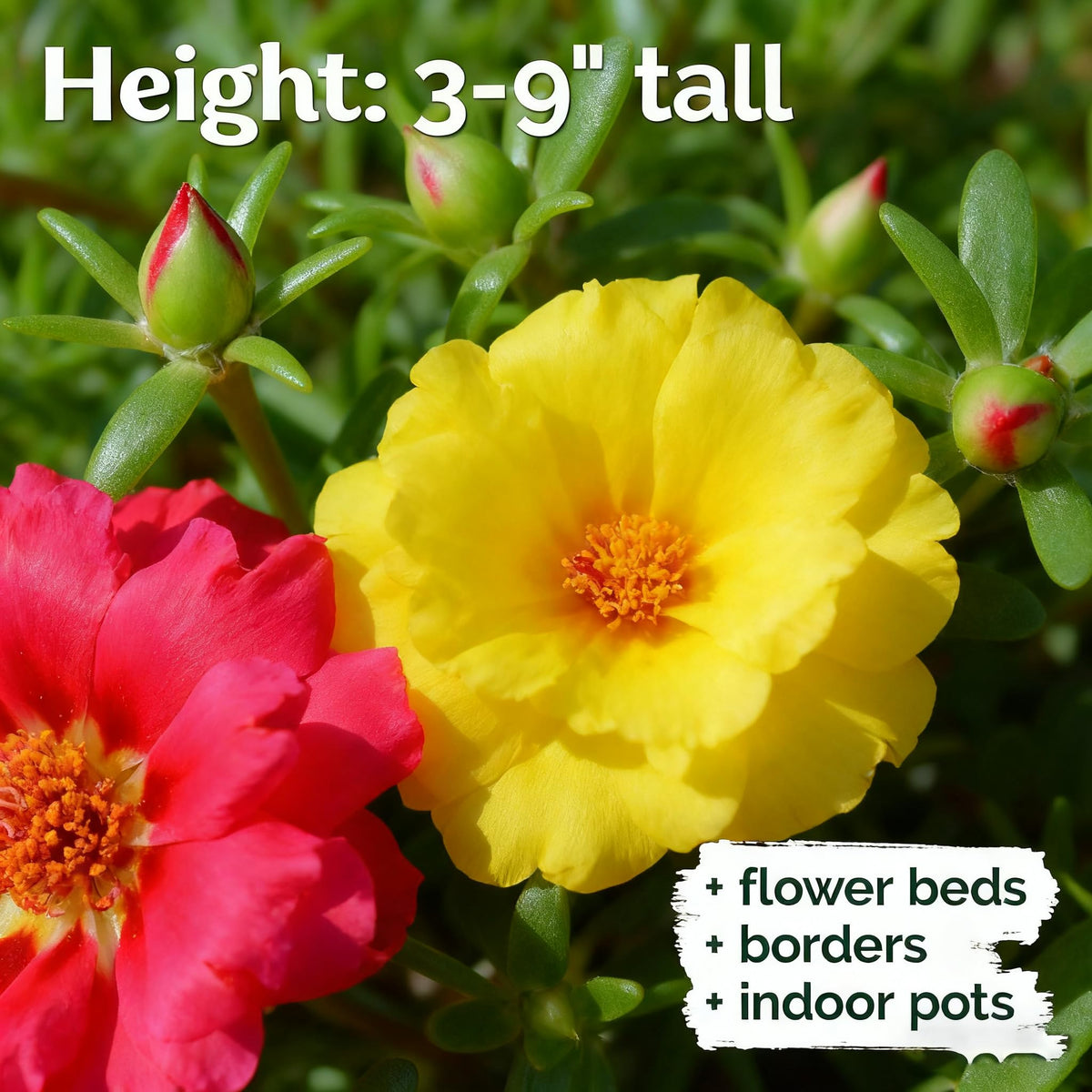 Generic portulaca ground-cover mat forming dense carpet in landscape