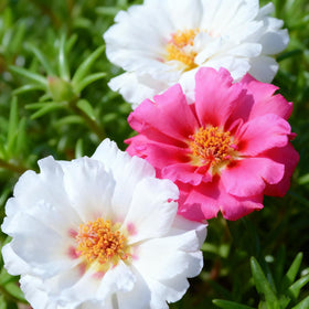 Generic portulaca self-cleaning growth with low maintenance