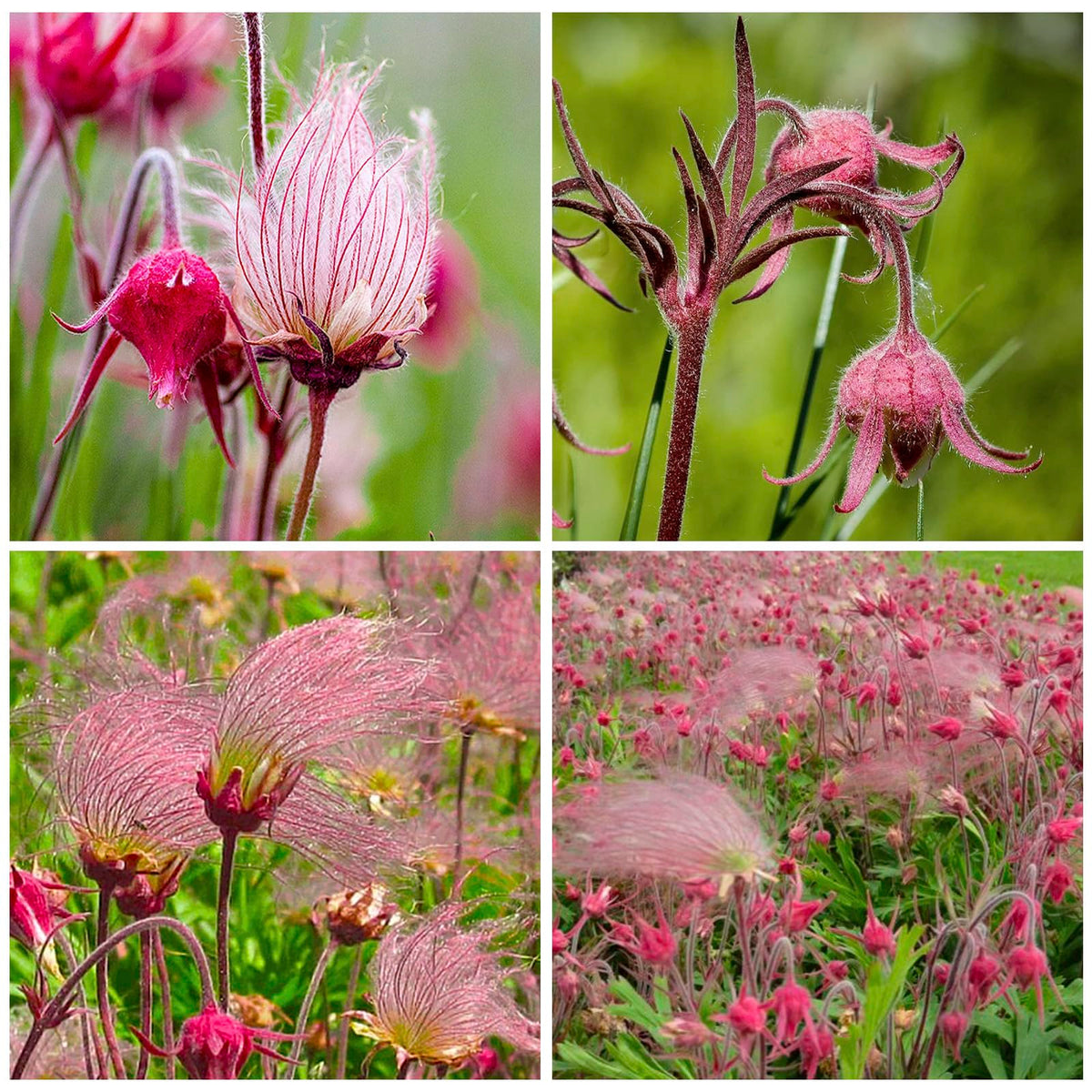 Generic Prairie Smoke bloom bell-flowers adding delicate color to garden borders