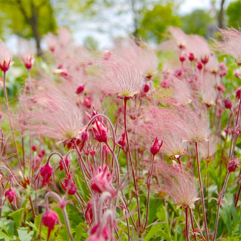 Generic Prairie Smoke seed-heads offering a dramatic smoky ornamental in late season