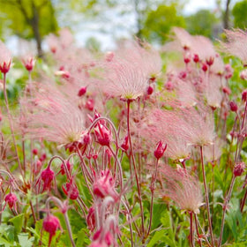 Generic Prairie Smoke seed-heads offering a dramatic smoky ornamental in late season