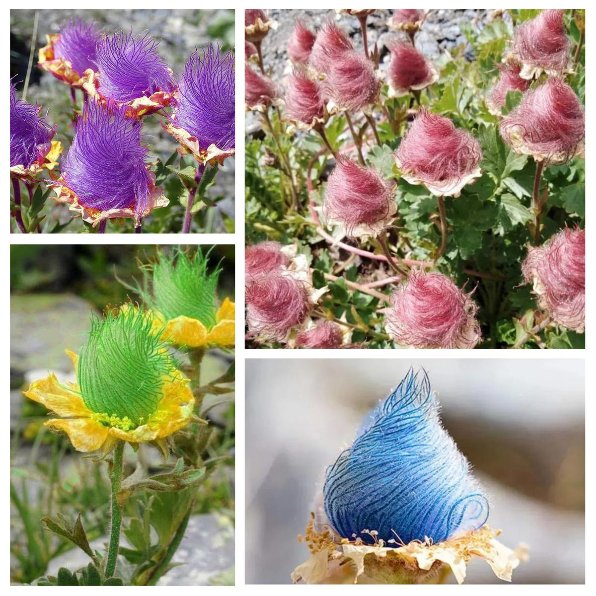 Generic Prairie Smoke seeds pack ready for spring sowing in sunny beds.