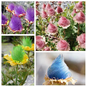 Generic Prairie Smoke seeds pack ready for spring sowing in sunny beds.