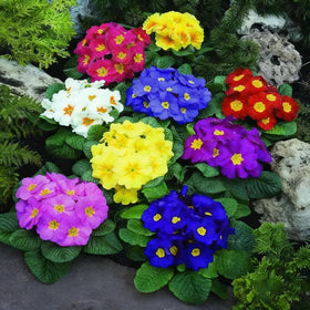 Generic primrose seeds 1000-pack in mixed color for an early garden display
