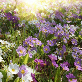 Dense clusters of primrose blooms brighten a border
