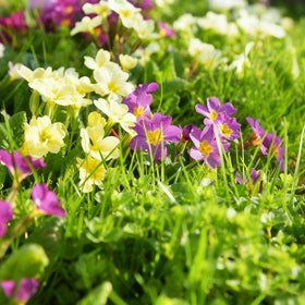 Early spring bloom from primrose seeds for a pollinator-friendly display