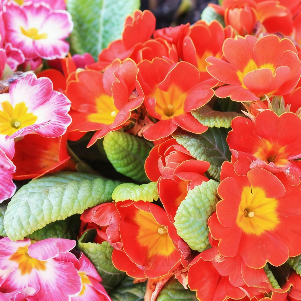 Close-up of mixed-color primrose blooms showing dense petals and charm