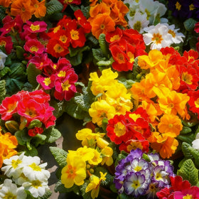 Primroses transplanted to a partial shade garden bed
