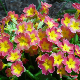 Woodland garden scene with cool-season primrose blooms