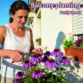 Generic Purple Coneflower Seeds will bloom from midsummer to autumn