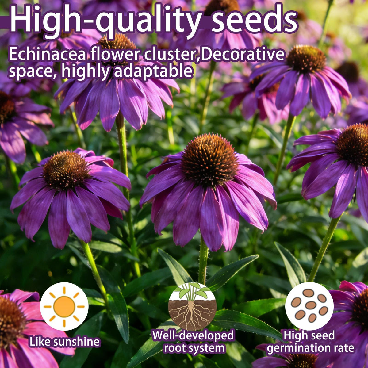 Generic Purple Coneflower Seeds ready to germinate with cold stratification