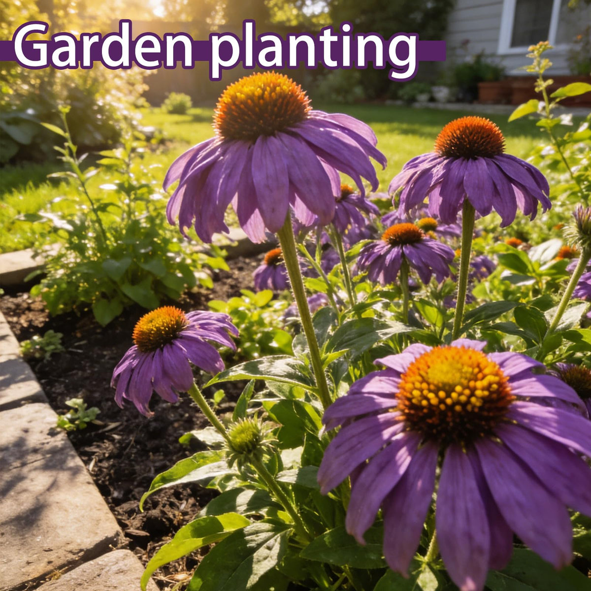 Generic Purple Coneflower Seeds thrive in full sun with vibrant bloom