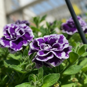 Generic Purple Petunia Seeds pack full of 300 seeds for lush garden displays.