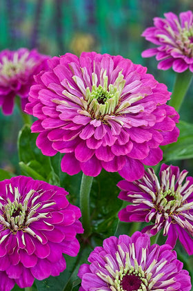 Generic Purple Prince Zinnia seeds backyard planting shows tall stems and Dahlia-like blossoms