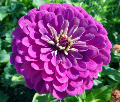 Generic Purple Prince Zinnia seeds bloom close-up with vivid purple petals for a stunning garden accent