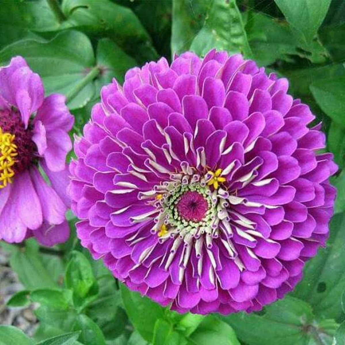 Generic Purple Prince Zinnia seeds border row demonstrates butterfly-friendly color and long-lasting bloom