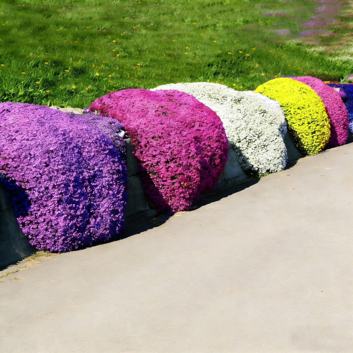 Purple summer blooms on Generic Thyme attract pollinators.