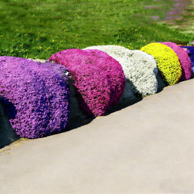 Purple summer blooms on Generic Thyme attract pollinators.