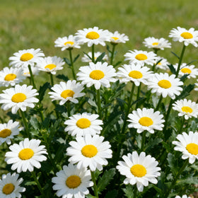 Generic pyrethrum seeds deliver drought-tolerant plants for low-maintenance yards.