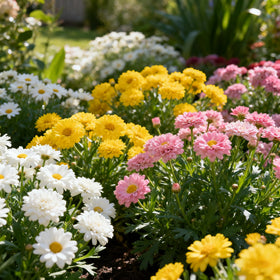 Generic pyrethrum seeds mixed-color blooms brighten beds and attract pollinators.