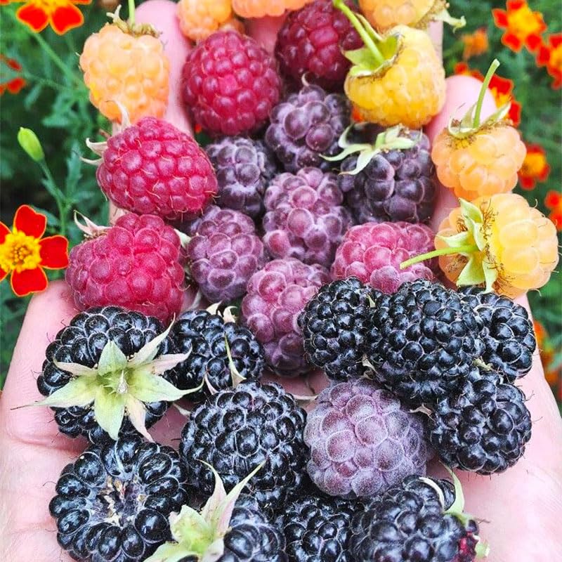 Generic raspberry seeds garden-hedge setup for defining outdoor spaces