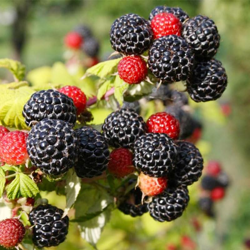 Generic raspberry seeds mixed close-up showing seeds to boost germination
