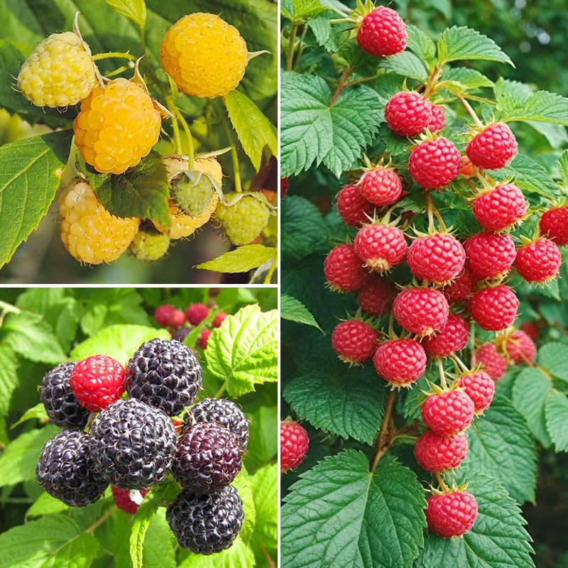 Generic raspberry seeds mixed seed-pack for planting and home gardening