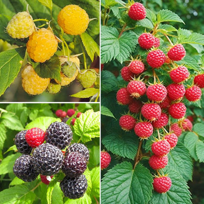 Generic raspberry seeds mixed seed-pack for planting and home gardening