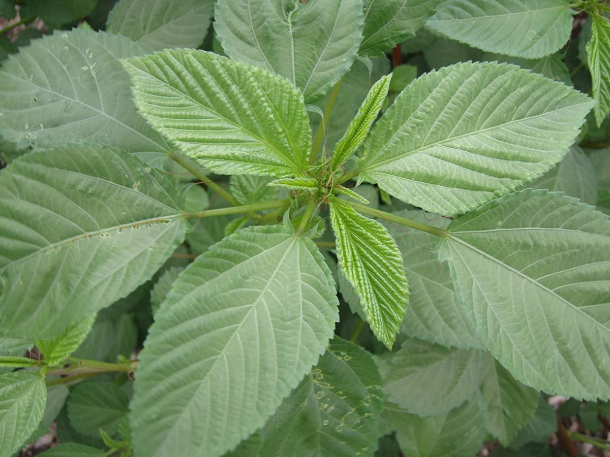 Closeup of Rau Day Molokhia seeds showing granular texture