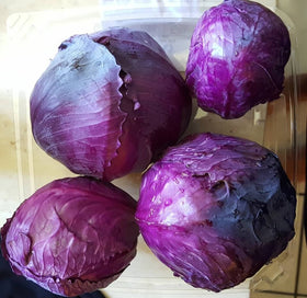 Generic Red Acre cabbage heads forming in 100 days for home gardens.