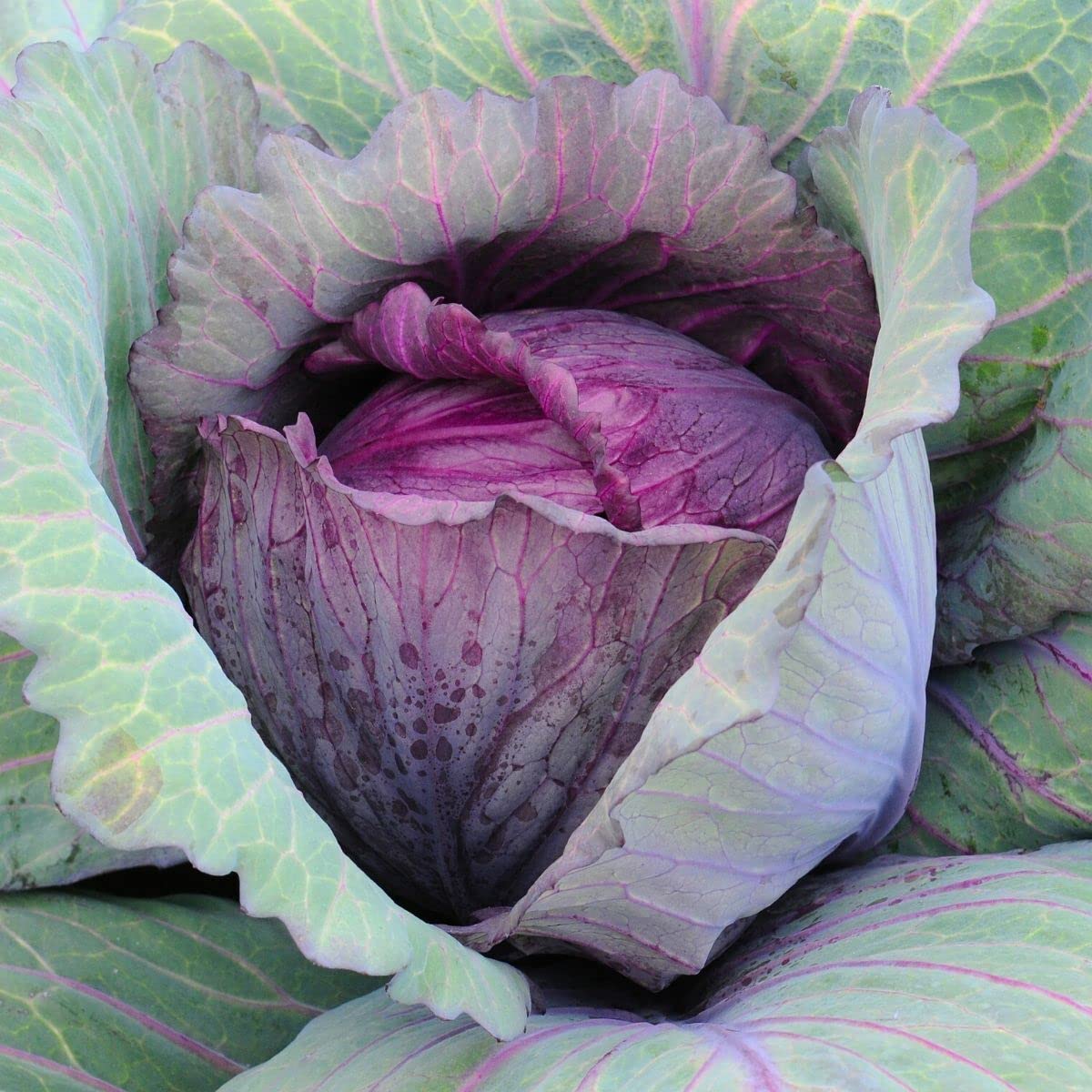 Generic Red Acre cabbage seeds bulk pack for easy planting and heirloom harvest.